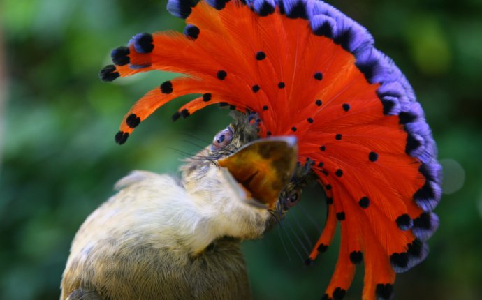 15 Birds With Fancy Feathered Noggins | Mental Floss