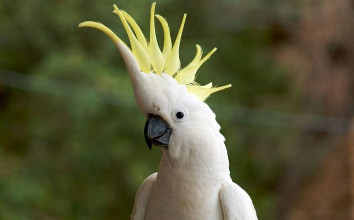 15 birds with snazzier hairdos than you | MNN - Mother Nature Network