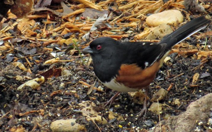 Backyard Bird Nerd | Consider the birds of the air…. | Page 68