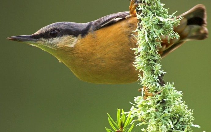Bird Identifier | British garden birds and many more - RSPB
