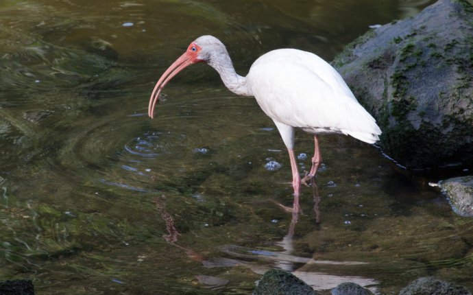 Birds at the Park — Friends of Woodland Park