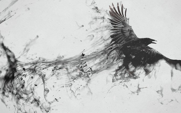 Birds Black and White Dark Twitter Cover & Twitter Background