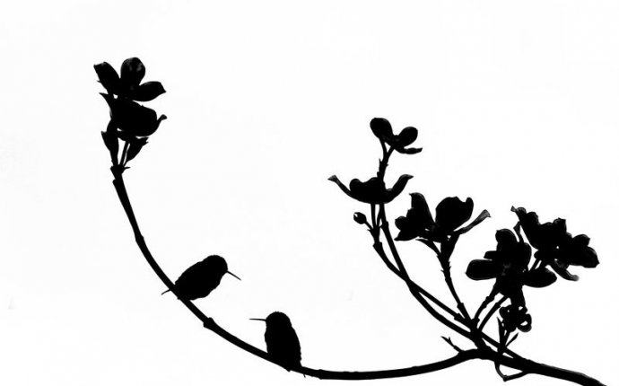 Birds In Silhouette Hummingbird Art Print Bird Black White