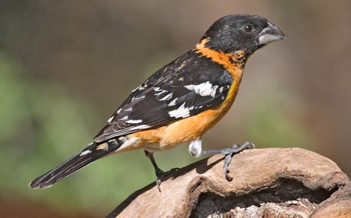 Birds of The World: GROSBEAKS