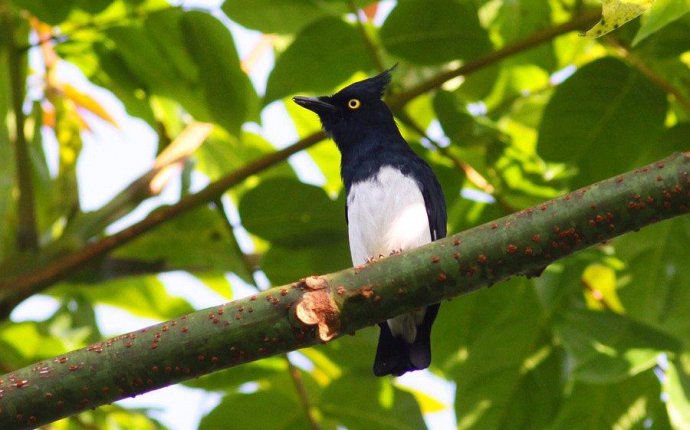 Black-and-white flycatcher