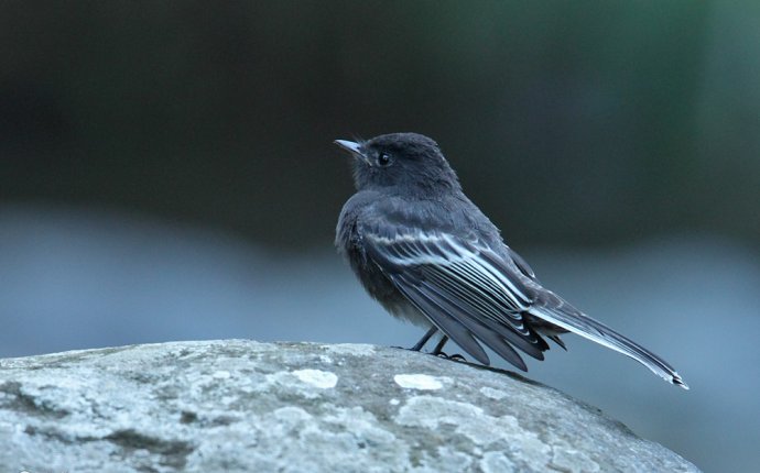 Black Phoebe Pictures, Black Phoebe Images | NaturePhoto