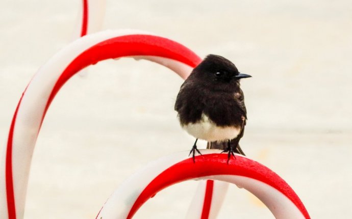 Black phoebe prefers living outdoors over a bird house