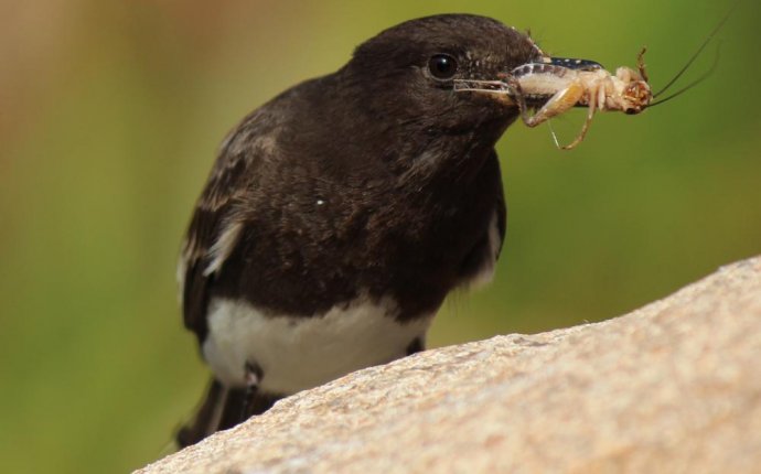 Black Phoebe (Sayornis nigricans) videos, photos and sound