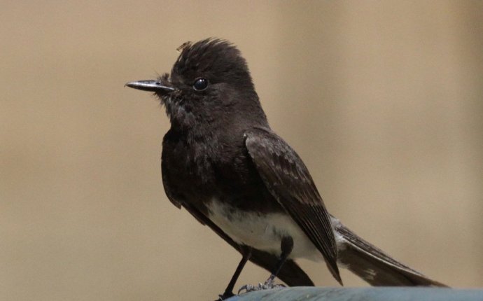 Blackphoebe | Info