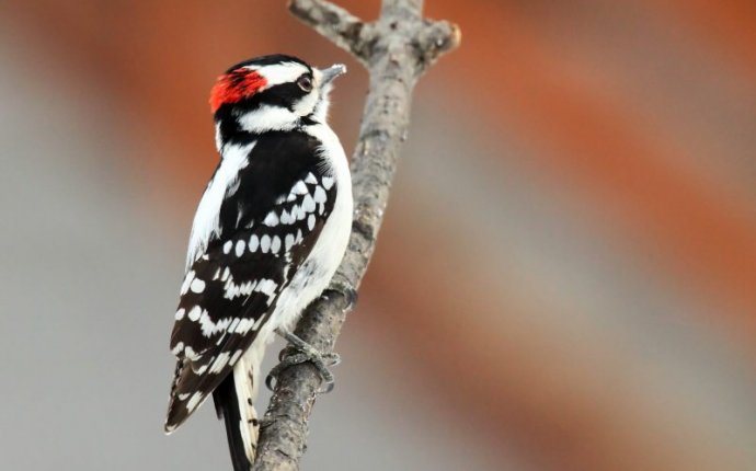 Central Texas Backyard Birds | Travis Audubon