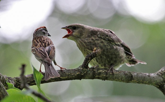 Cowbird Chicks Have Foster Parents | Fanatic Cook