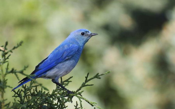 Dark Blue Colored Birds Pictures to Pin on Pinterest - PinsDaddy