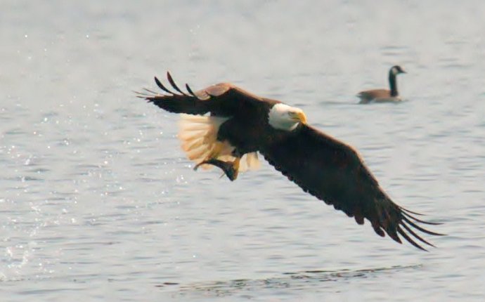 DFW Raptors – Hawks, Falcons, and Eagles – DFW Urban Wildlife