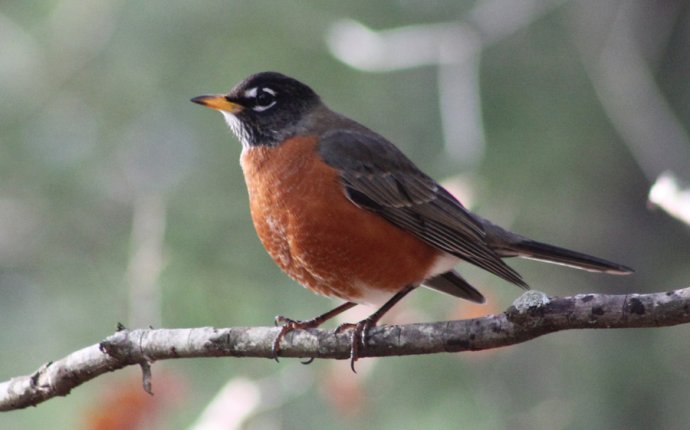Discover Birds: Tennessee Birds