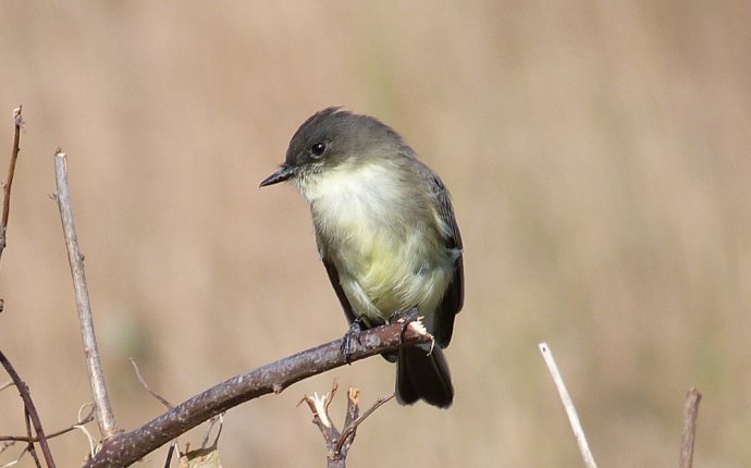 Eastern Phoebe (Sayornis phoebe) by Scott Kruitbosch | The Roger