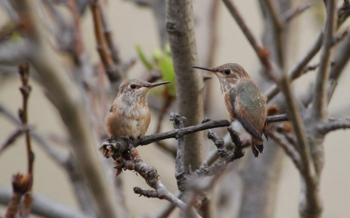 Fleur and Pip - Phoebe