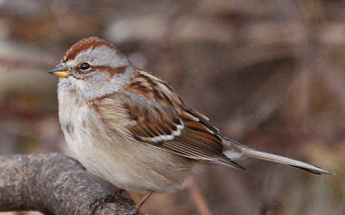 For the birds, spring song about to start | Ottawa Citizen