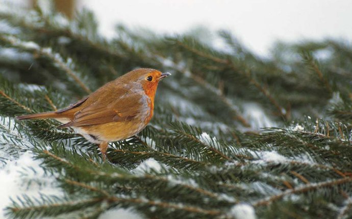 Get to know your feeder birds this winter - Farm and Dairy