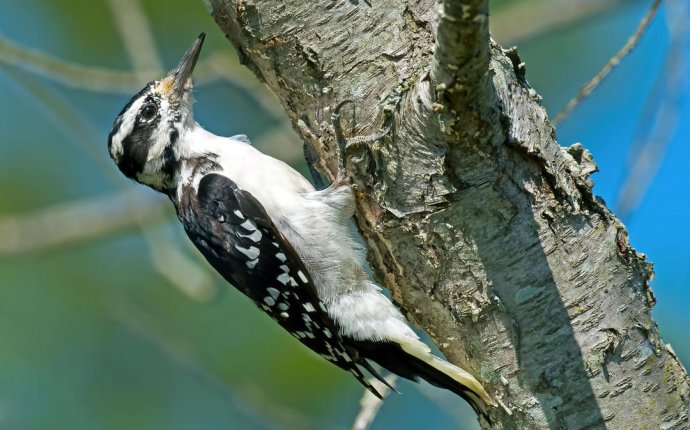 Guide to North American Birds | Audubon