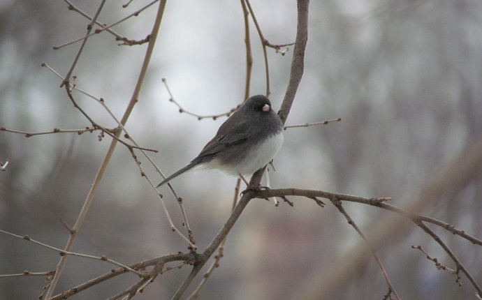 Ohio Cold-Weather Residents: A Very Common Sparrow in Disguise