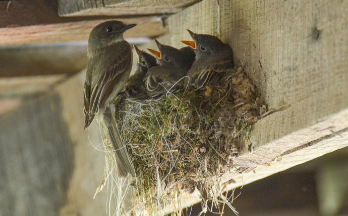 Phoebe Nest Photograph by Evan Buck