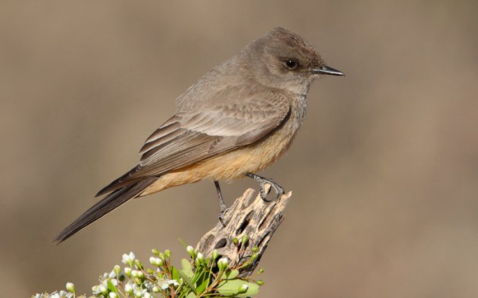 Says Phoebe | Mostly Birds—Photographs by Larry Selman