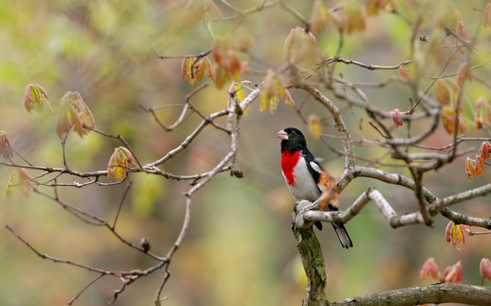 Shawnee Ohio Songbirds — Studebaker Studios