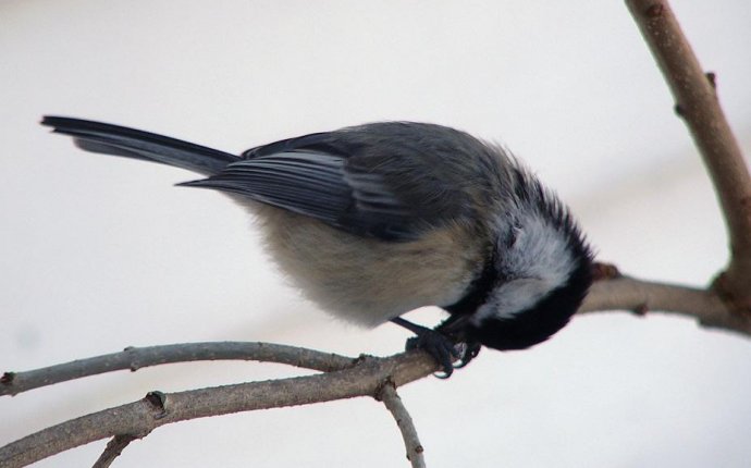 SLIDE SHOW of the Birds You Will See in Maine