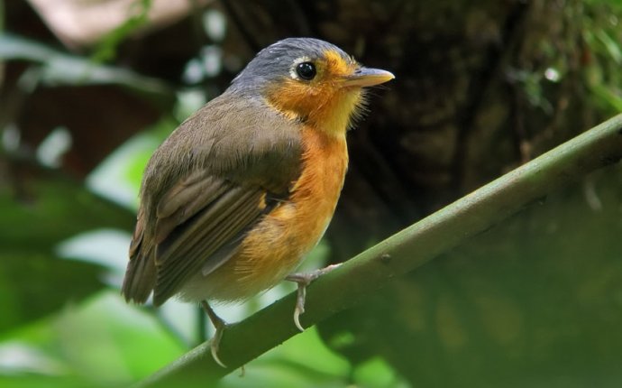 Sucre Antpitta (Grallaricula cumanensis) | Venezuelan coastal