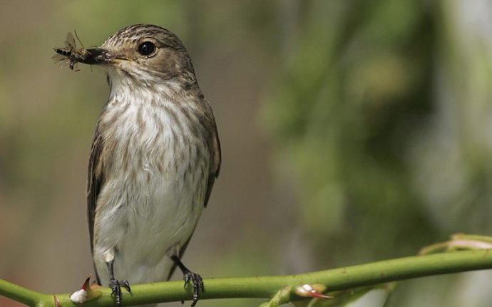 The RSPB: Spotted flycatcher