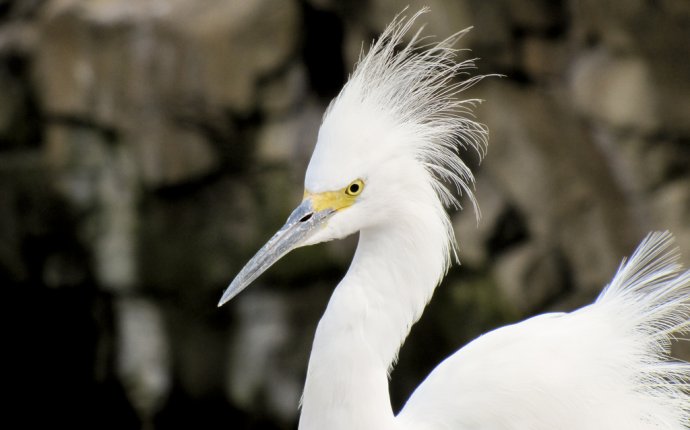 White Bird with Mohawk | Lovin the feathers! | Mike Schofield | Flickr