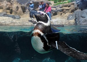 A rescued Magellanic Penguin from South America swims in the water at the Aquarium of the Pacific in Long Beach, California, May 2012.