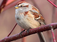 American Tree Sparrow