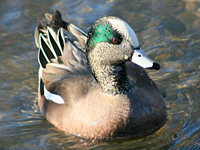 American Wigeon