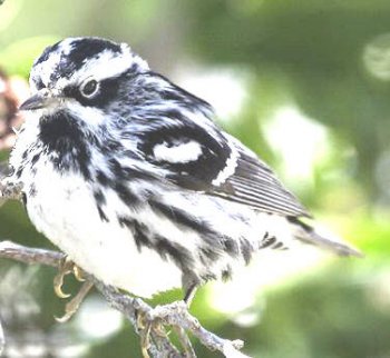 BLACK-AND-WHITE WARBLER