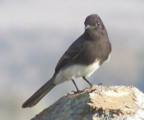 Black Phoebe