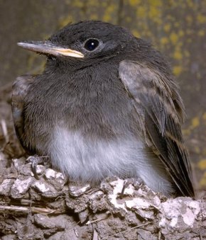 Black Phoebe © 2001 California Academy of Sciences