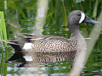 Blue-winged Teal