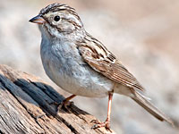 Brewer's Sparrow