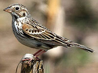 Brewer's Sparrow