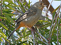 California Towhee