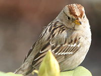 Chipping Sparrow