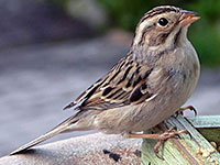 Clay-colored Sparrow