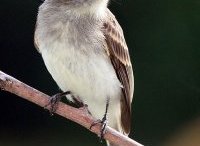 Easten Phoebe. Photo by Dave Kinneer.
