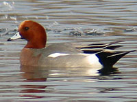 Eurasian Wigeon