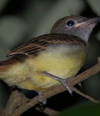 GCFL fledgling. Photo by Richard Hodder and Betsy Marie