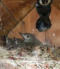 GCFL nestlings. Photo by Richard Hodder and Betsy Marie.