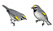 Golden-winged Warbler