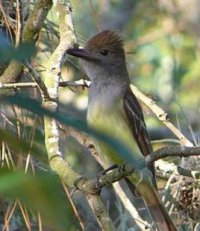 Great-crested flycatcher adult. Photo by Richard Hodder and Ann Marie