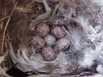 Great-crested Flycatcher eggs. Photo by Keith Kridler.